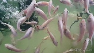 Live Fish Red Baby Talapia Fry Benih Anak Ikan Talapia