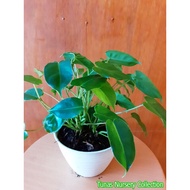 Philodendron Burle Marx / Philo Brekele - Daun Mini