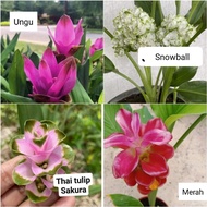 Pokok Bunga Tulip Thai Siam Real plant sakura snowball