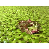 Giant Duckweed/ Azolla floating plant 3oz cup