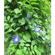 Anak pokok bunga telang/ Kacang Telang