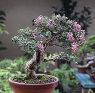 bibit bunga sakura micro ASLI untuk bonsai dan tanaman hias