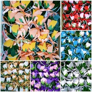 Bunga Telur Gantung Monstera 50pcs