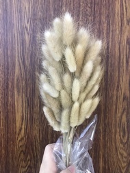 [Taman Boenga] Bunga Kering Lagurus | Lagurus Dried Flower Bunny Tail