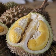 Pokok Durian Tangkai Panjang(Anak Pokok)