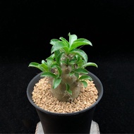 SG2647-白馬城棒槌優選株🔥多肉植物小盆栽禮物🔥