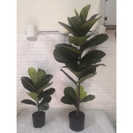 Pokok viral/fiddle leaf fig 60cm/110cm