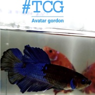 Ikan cupang plakat avatar gordon size M umur 4 bulan up