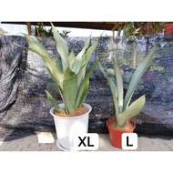 [PlantCraziness] Sansevieria Moonshine and Sansevieria Superba - Snake Plant