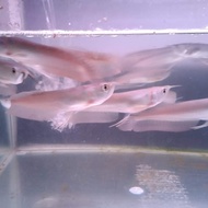 arwana silver size 20-22cm ikan hias arwana silver