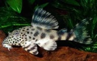 READY STOCK/LIVE FISH/PLECO L205/ORNAMENTAL FISH/AQUARIUM NEED
