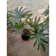 philodendron selloum plants(sahod yaman)