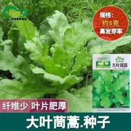 大葉茼蒿種子種籽皇帝菜秋播籽種蔬菜孑菜籽茼蒿菜種青菜陽臺盆栽