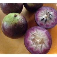 STAR APPLE/CAIMITO/BUAH SUSU VIETNAM TUT POKOK DAH BERBUNGA