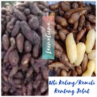 UBI KELING/UBI KEMILI/KENTANG JEBUT 1 KILO