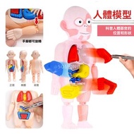 Others - 兒童科教人體DIY玩具 兒童科教人體器官模型 DIY拼裝玩具 啟蒙實驗教具-單屬性