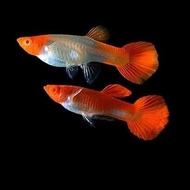 (Pair) Albino Koi Guppy Fish