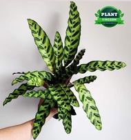 Calathea Lancifolia ( Rattlesnake ) ( Live plants ) with FREE White Plastic pot ( Rare Indoor plant and 3 Stock Only ) PLANT KINGDOM