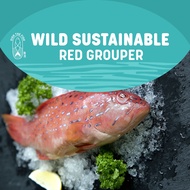 Dish The Fish Wild Red Grouper