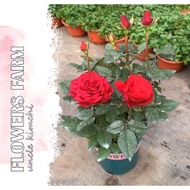 Rose Plant / Pokok Ros / Rose Kampung / Live Plant Pokok Hiasan Bunga Flower