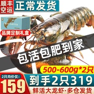 首鲜道【活鲜】波士顿龙虾鲜活波龙 大龙虾鲜活礼盒鲜似澳龙小青龙大虾 500-600g/只大龙虾*2只