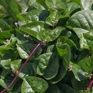 HSK [50pc] BAYAM MALABAR MERAH | MALABAR SPINACH | REMAYONG MERAH | BIJI BENIH SAYUR