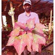 [Hot Selling] Baby Caladium INFINITY Thailand/ Pokok Keladi Infinity terus dari farm by Nawan Garden