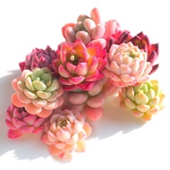 心卉如一绿植盆栽多肉植物盆栽组合花卉室内带盆红宝石玉露豪华多肉盆栽 3棵多肉 精品