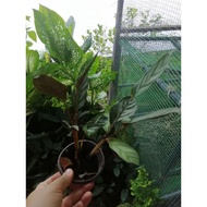 Calathea Setosa / WP Labuan