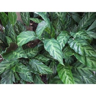 ○✗⊙Calathea louisae indoor