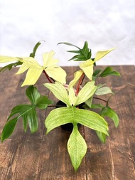 Tanaman hias Philodendron florida ghost / Bunga sudut ruang tamu /  Philo Florida Beauty ghost