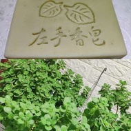 左手香濕疹手工皂