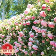 Huayou Vine China Rose Seedling China Rose Sapling Pot Extra Large Seedling Courtyard Vines Balcony Rose Climbing Wall