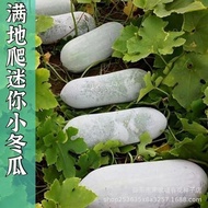 现货满地爬小冬瓜种子冬瓜种子毛节瓜小冬瓜四季春天蔬菜种子大全Seeds for creeping winter melon, winter melon seeds, and fuzzy chayote