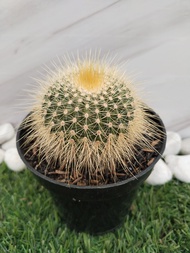 kaktus ownroot (leaning)