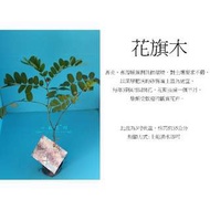 心栽花坊-花旗木/泰國櫻花/開花植物售價80特價70