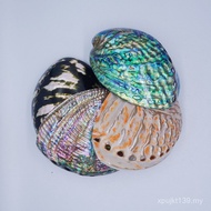 Shell Blue Pattern New Zealand Pattern Burning Specimen Shell Abalone Shell Red Sage New Zealand Con