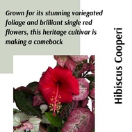 (Real Plant) Hibiscus Cooperii pokok hidup hiasan rumah  live indoor house plant