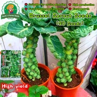 20seeds High Yield Green Brussel Sprout Seeds for Planting Organic Mini Brassica Oleracea Seeds Brus