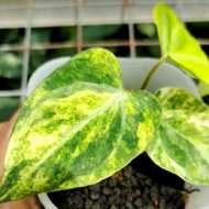 Anthurium Papillilaminum X One Varigata