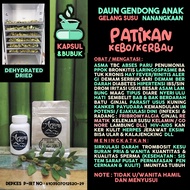 Dehydrated Dried Capsules Powder Leaves Patikan Kebo Gendong Anak Medicine for Asthma Pneumonia Tube