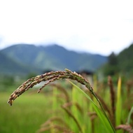 (SG Seller) Bhutan Red Rice Seeds-50 seeds