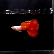 Albino Silverado Red Tail Guppy Live Fish