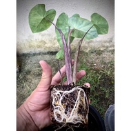 colocasia Lime Gecko