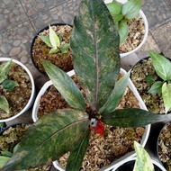 HOKERI PINK BLACK VARIGATA