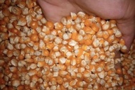 Jagung kering(1kg)biji jagung kering
