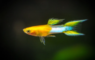 Japan Blue Gold Double Sword Guppy  [3k Aquatic]