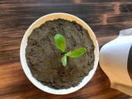 本草堂 催芽黑芝蔴粉200g 生酮飲食 生酮麵包