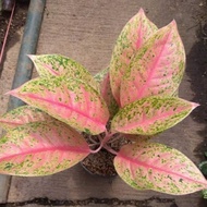 Tanaman hias aglonema pink lady _ tanaman aglonema