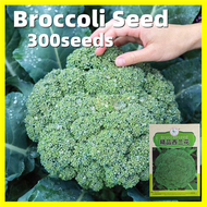 เมล็ด บรอคโคลี Broccoli Seeds - งอกง่าย 300เมล็ด/ซอง ผลผลิตสูง เมล็ดบล็อคโคลี Chinese Broccoli Seeds for Planting Vegetable Plants แท้ บล็อคโคลี่ พันธุ์วอทัม เมล็ดพันธุ์ผัก เมล็ดพันธุ์ ผักสวนครัว เมล็ดพันธุ์พืช เมล็ดผักสวนครัว เมล็ดบอนสี บอนสี บอลสี